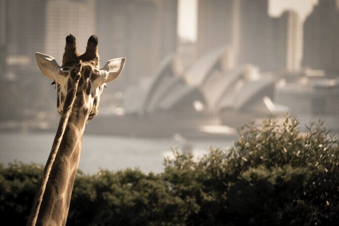 Taronga Zoo entry & Sydney Harbour 2-Day Hop On Hop Off Cruise - FAQs