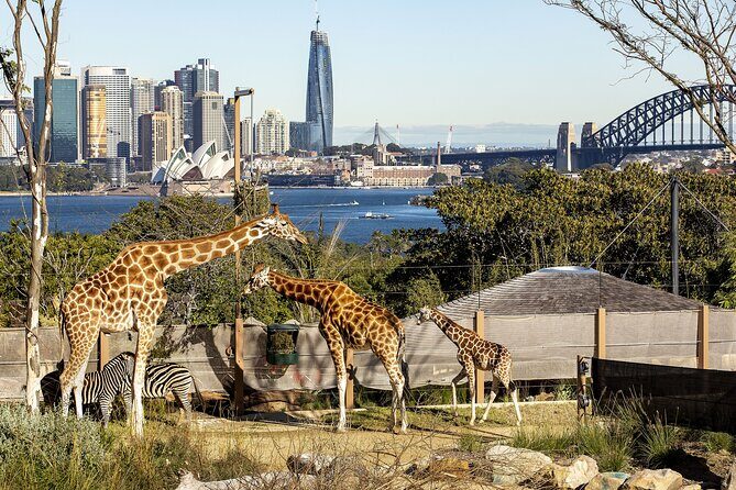 Taronga Zoo + Ferry Return Ticket - FAQ