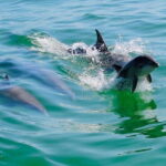 Tarpon Springs: Evening Dolphin Cruise - A Closer Look at the Experience