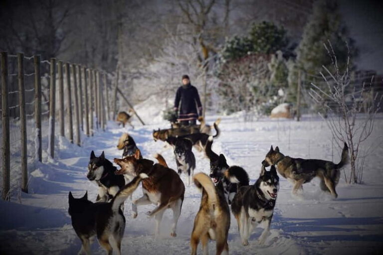 TARTU COUNTRY: SLED DOG TOUR AND KENNEL VISIT - Why This Tour Offers Great Value