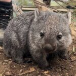 Tasmanian Wildlife and Mountain Shore Excursion - What Past Travelers Say