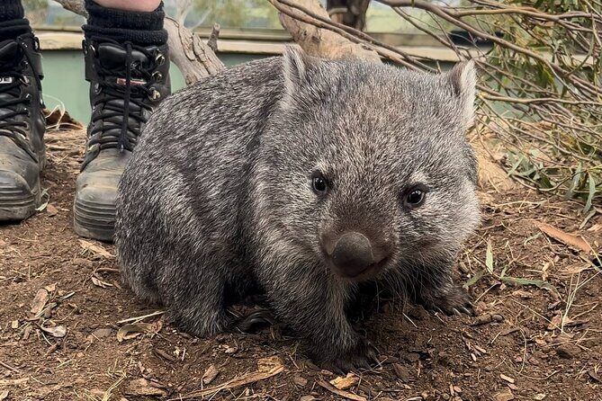 Tasmanian Wildlife and Mountain Shore Excursion - What Past Travelers Say