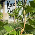 Taste and Tour Small Organic Wineries with a Winemaker - An In-Depth Look at the Tour Experience