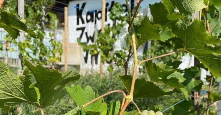 Taste and Tour Small Organic Wineries with a Winemaker - An In-Depth Look at the Tour Experience