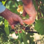 Taste Gallura: Try our products and discover our winery. - In-Depth Review: What to Expect from the Tour