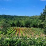 Taste of Istria - wine, brandy, vinegar, local food - In-Depth Breakdown of the Itinerary