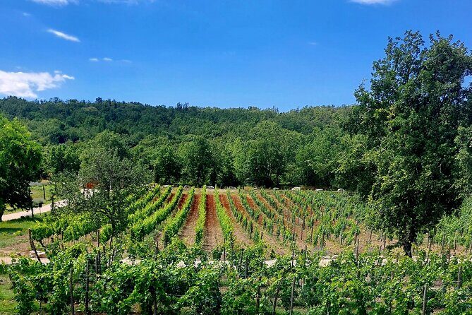 Taste of Istria - wine, brandy, vinegar, local food - In-Depth Breakdown of the Itinerary