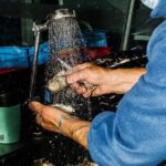 Taste of Sydney Fish Market Food Tour - An In-Depth Look at the Sydney Fish Market Food Tour