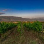 TASTING Selection of 3 wines in Montefalco - An In-Depth Look at the Montefalco Wine Tasting Tour
