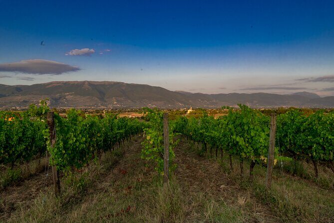 TASTING Selection of 3 wines in Montefalco - An In-Depth Look at the Montefalco Wine Tasting Tour