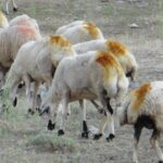 Taurus Mountains Trekking Tour (3723m) - Who Should Consider This Tour?