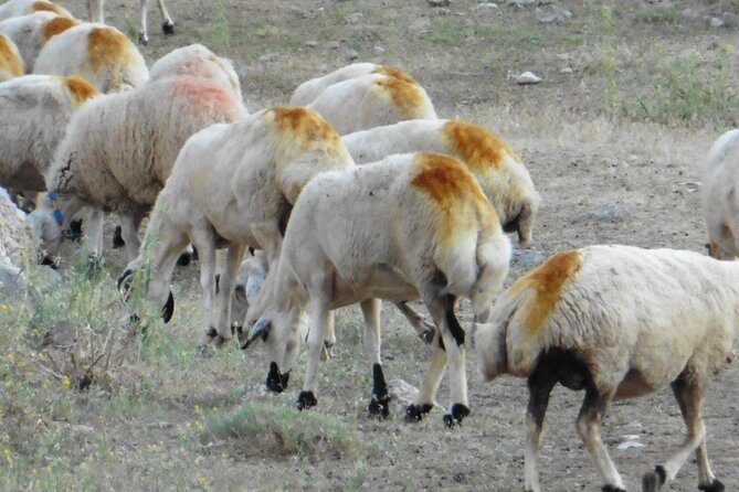 Taurus Mountains Trekking Tour (3723m) - Who Should Consider This Tour?