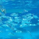 Tavolara and Molara Snorkeling with Guide - FAQs