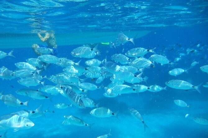 Tavolara and Molara Snorkeling with Guide - FAQs