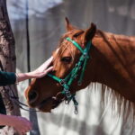 Tbilisi: Kakheti Horse Riding, Wine Tasting, and Cooking - FAQ