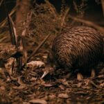 Te Puia: Te P Indigenous Evening Experience Combo - A Complete Look at the Te Puia Evening Experience