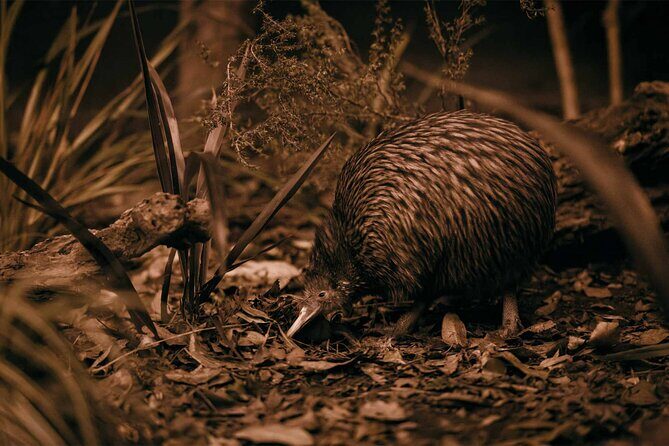Te Puia: Te P Indigenous Evening Experience Combo - A Complete Look at the Te Puia Evening Experience