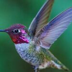 Tea with hummingbirds at a Hummingbird Sanctuary - The Sum Up