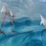 Teahupo'o Jurassic Tour and Private Diving - What Past Travelers Say