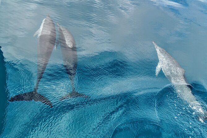 Teahupo'o Jurassic Tour and Private Diving - What Past Travelers Say