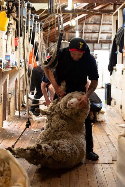 Tekapo: Merino Sheep Shearing and Sheepdog Demonstration - The Scenic Setting and Its Impact