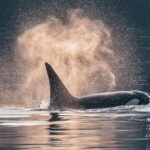 Telegraph Cove: 3-Hour Whale Watching Tour in a Zodiac Boat - What to Keep in Mind
