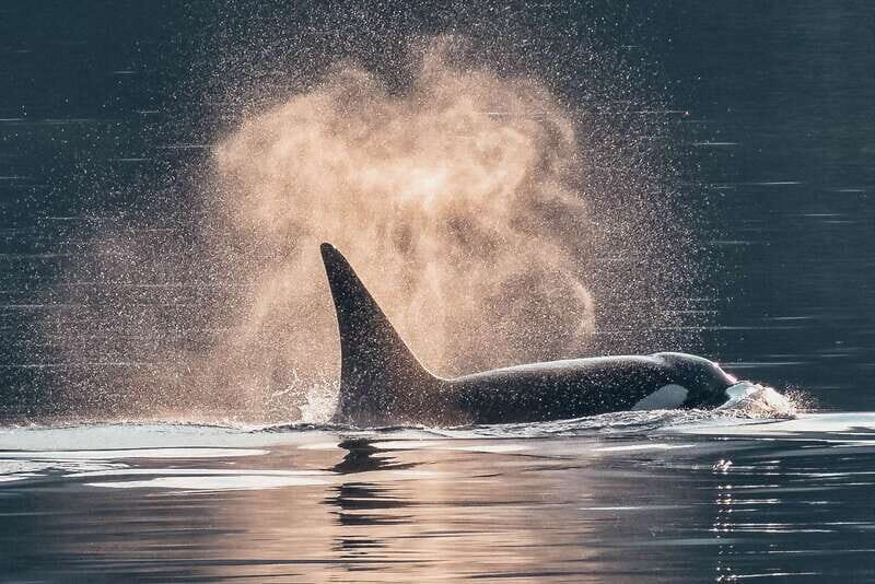 Telegraph Cove: 3-Hour Whale Watching Tour in a Zodiac Boat - What to Keep in Mind