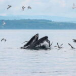 Telegraph Cove: Day Trip Kayaking Tour - A Comprehensive Look at the Telegraph Cove Kayaking Tour