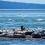 Telegraph Cove: Whale Watching Adventure with Free Photos - A Closer Look at the Experience