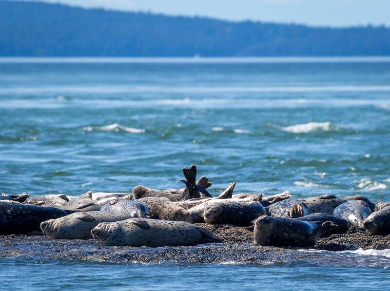 Telegraph Cove: Whale Watching Adventure with Free Photos - A Closer Look at the Experience