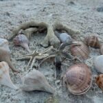 Ten Thousand Islands Sunset, Beach and Eco Tour - FAQ