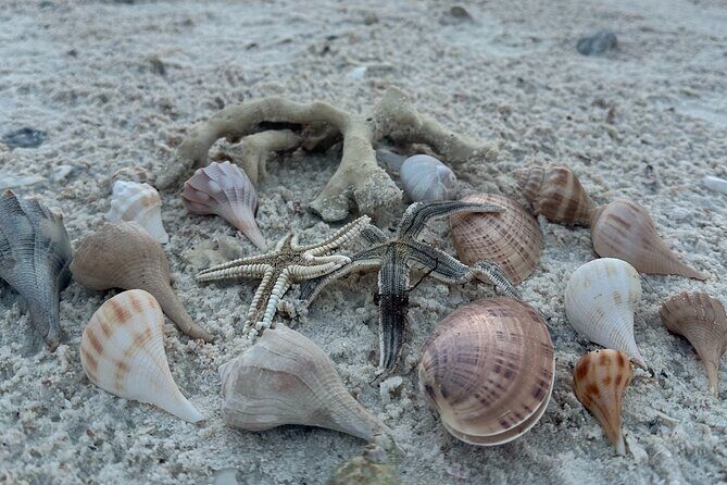 Ten Thousand Islands Sunset, Beach and Eco Tour - FAQ