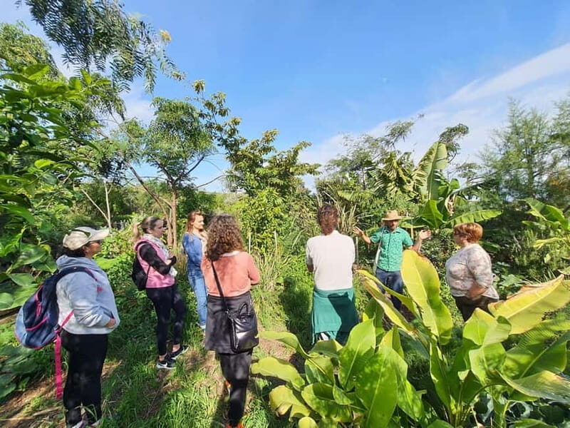 Tenerife: A tour in a food forest and a vanilla cultivation - Who Should Consider This Tour?