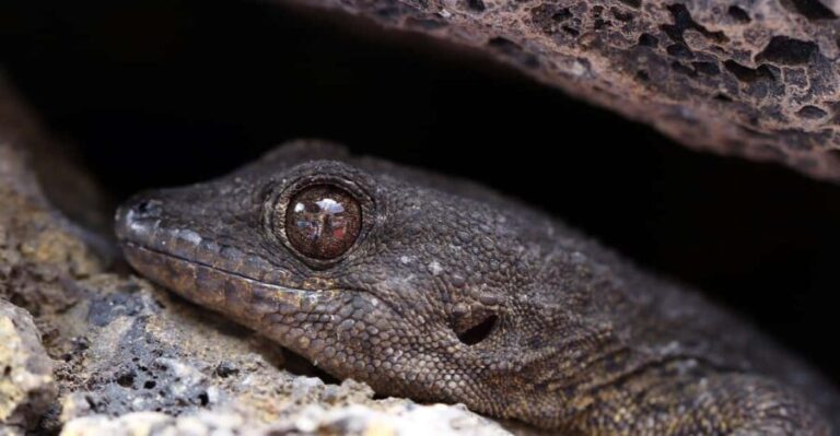 Tenerife : Camino Real hike - Authentic Experiences and Genuine Value