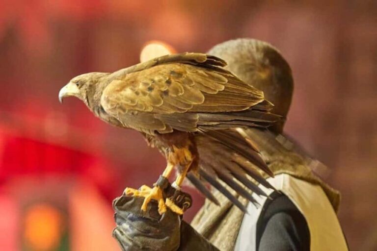 Tenerife: Castillo San Miguel Medieval Show and Banquet - Discovering the Medieval Atmosphere in Tenerife