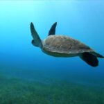 Tenerife, El Médano: Diving baptism - Who Should Consider This Tour?