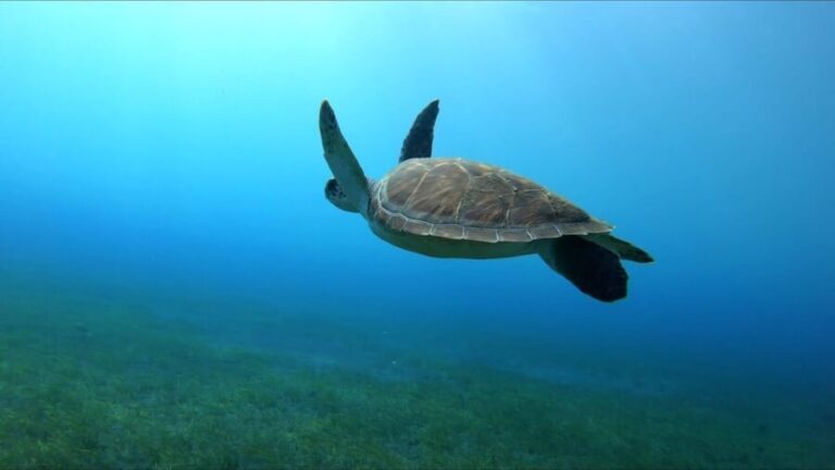 Tenerife, El Médano: Diving baptism - Who Should Consider This Tour?