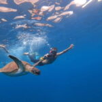 Tenerife: Kayak Sea Safari with Snorkel and Snacks - A Deep Dive into the Tenerife Kayak Sea Safari Experience