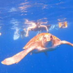 Tenerife: kayak tour with animals and underwater scooters - Breaking Down the Itinerary