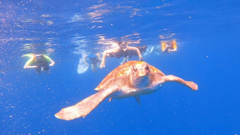Tenerife: kayak tour with animals and underwater scooters - Breaking Down the Itinerary