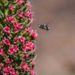 Tenerife: Teide National Park Guided Tour - Discovering Teide National Park: What the Tour Offers