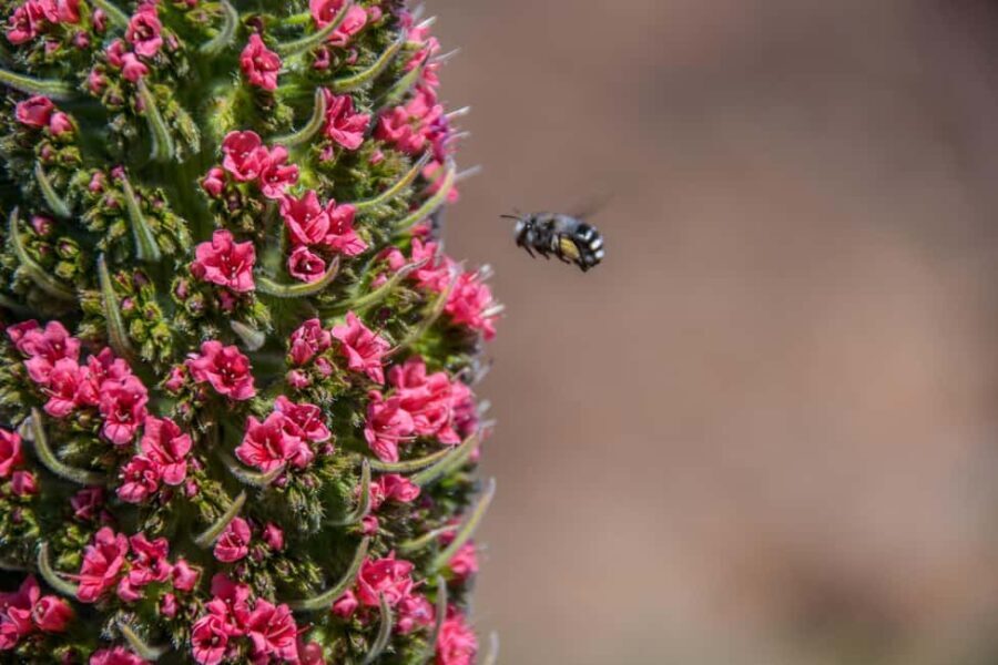 Tenerife: Teide National Park Guided Tour - Discovering Teide National Park: What the Tour Offers