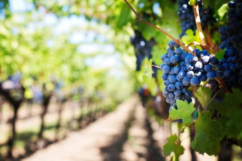 Tenimenti d'Alessandro - Visit the winery and wine tasting - A Detailed Look at What to Expect at Tenimenti dAlessandro