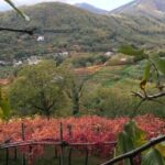 Tenuta San Francesco Wine Tasting - Who Should Consider This Tour?