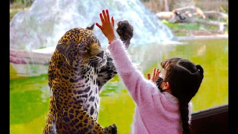 Teotihuacan: Entrance to Animal Kingdom Park; Adventure & Nature - Frequently Asked Questions