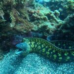 Terceira Azores: Scuba-Double dive Trip(certified Divers) - Cost-Value Analysis