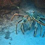 Terceira Azores: Scuba-Double dive Trip(certified Divers) - Post-Dive and Logbook Filling