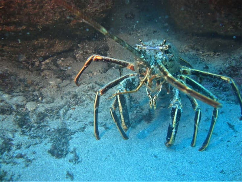Terceira Azores: Scuba-Double dive Trip(certified Divers) - Post-Dive and Logbook Filling