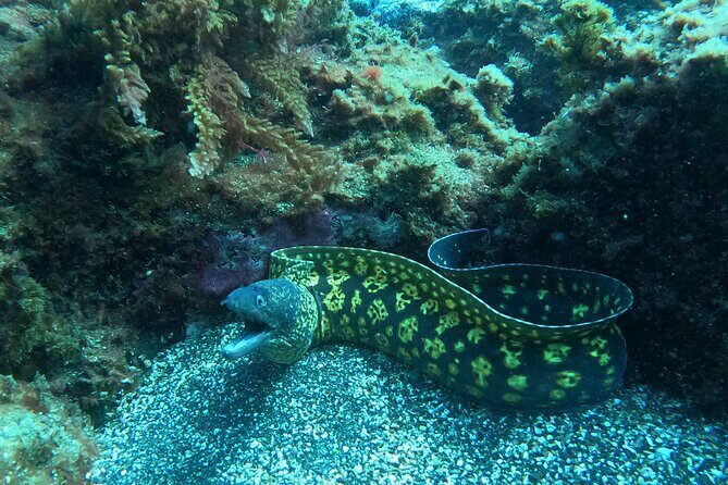Terceira Azores: Scuba-Double dive Trip(certified Divers) - Cost-Value Analysis