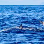 Terceira: Boat Tour and Swimming with Dolphins - Who Should Consider This Tour?